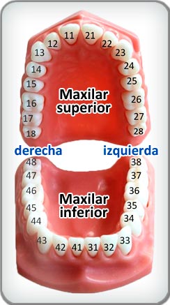 Numeración dientes: Guía completa para profesionales y pacientes - Odontologicos